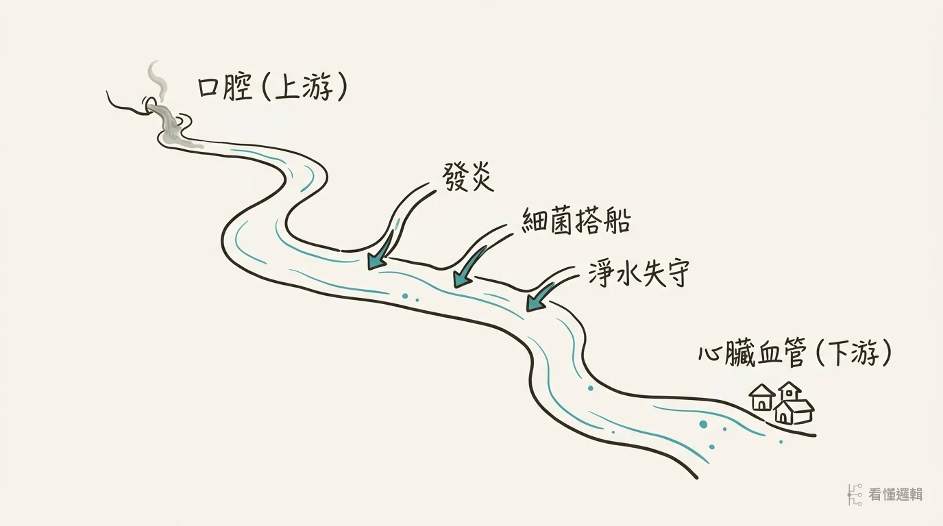 一條河的比喻：口腔在上游、心臟在下游，上游的污染透過發炎、細菌搭船、淨水失守三條路順流而下