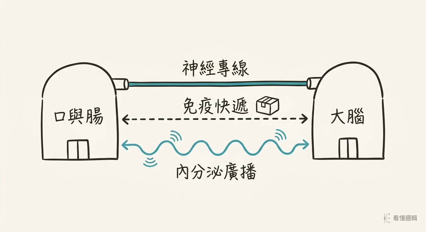 腸腦軸通訊網示意圖：腸與腦之間有神經專線、免疫快遞、內分泌廣播三種通訊路徑並行