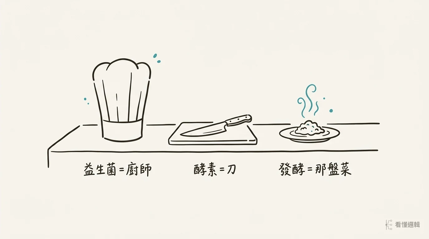 用廚房比喻：益生菌是廚師、酵素是刀、發酵是那盤菜